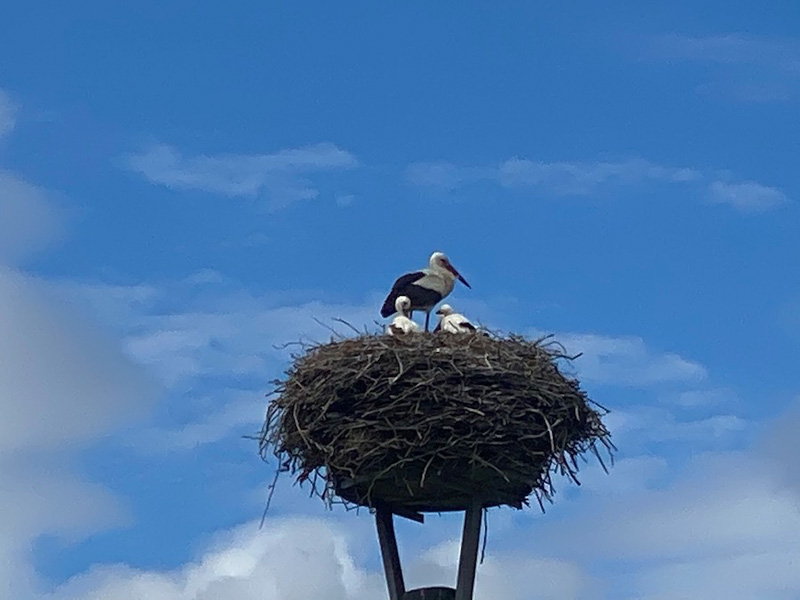 Storch und Nest